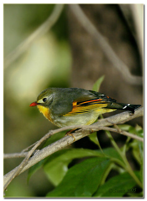 Red-billed Leiothrix