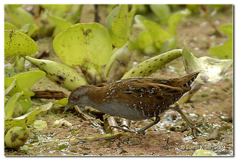 Baillon's Crake