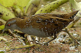 Baillon's Crake