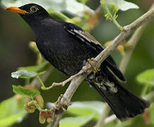 Grey-winged Blackbird