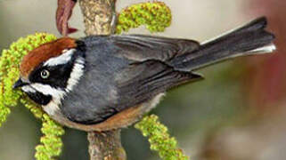 Black-throated Bushtit