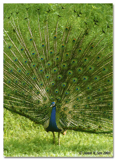 Indian Peafowl