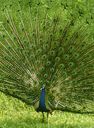 Indian Peafowl