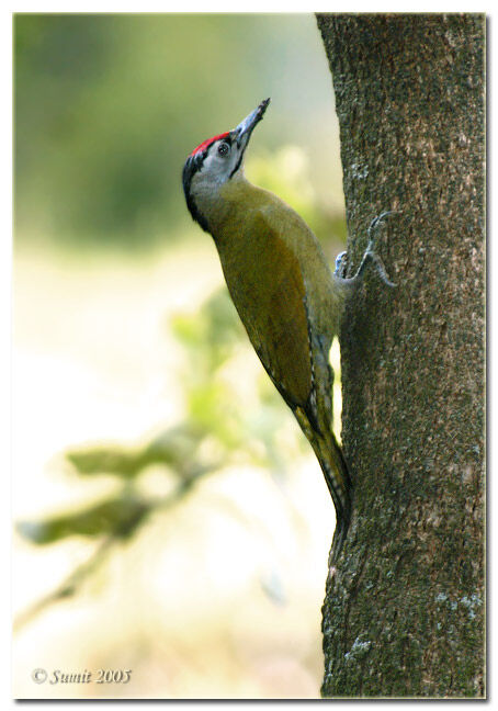 Grey-headed Woodpecker