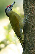 Grey-headed Woodpecker