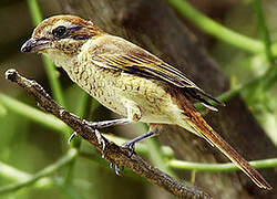 Brown Shrike