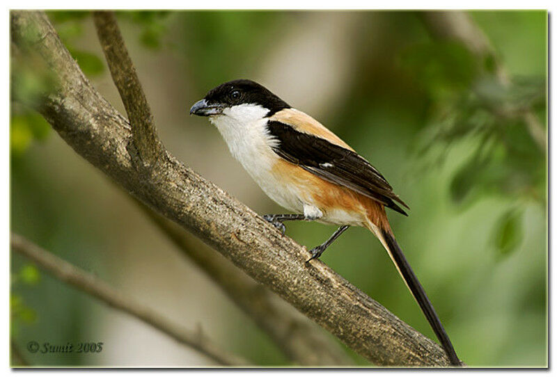 Long-tailed Shrike