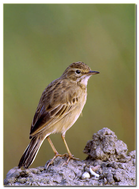 Richard's Pipit