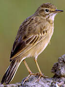 Richard's Pipit