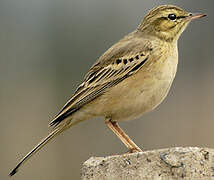 Pipit rousseline