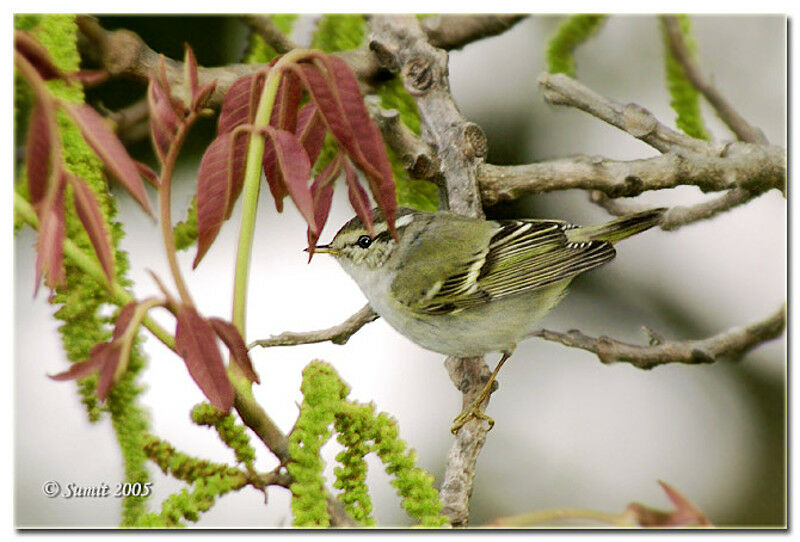 Yellow-browed Warbler