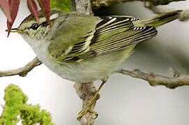 Yellow-browed Warbler