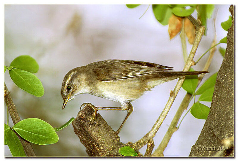 Dusky Warbler