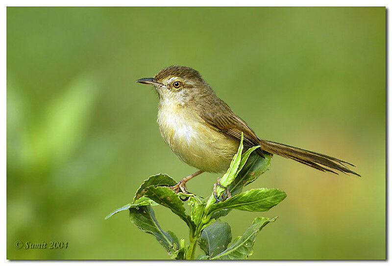 Plain Prinia