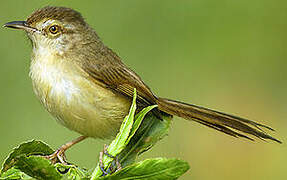 Plain Prinia