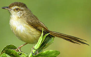 Prinia simple