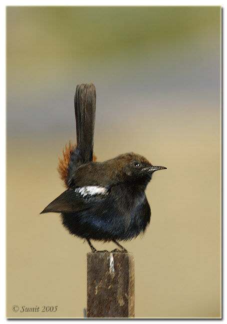 Indian Robin