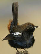 Indian Robin