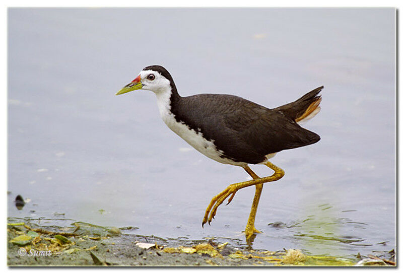 White-breasted Waterhen