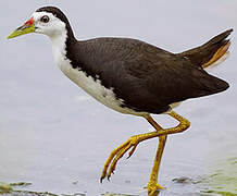 White-breasted Waterhen