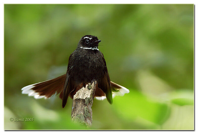 White-throated Fantail