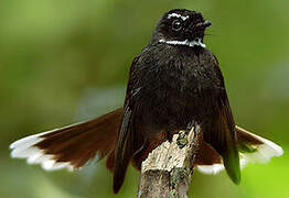 White-throated Fantail