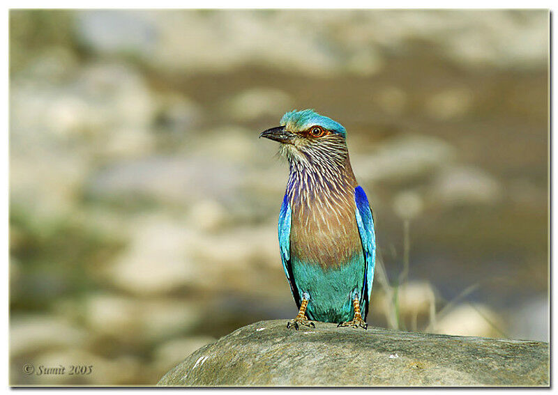 Indian Roller