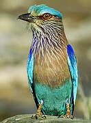 Indian Roller