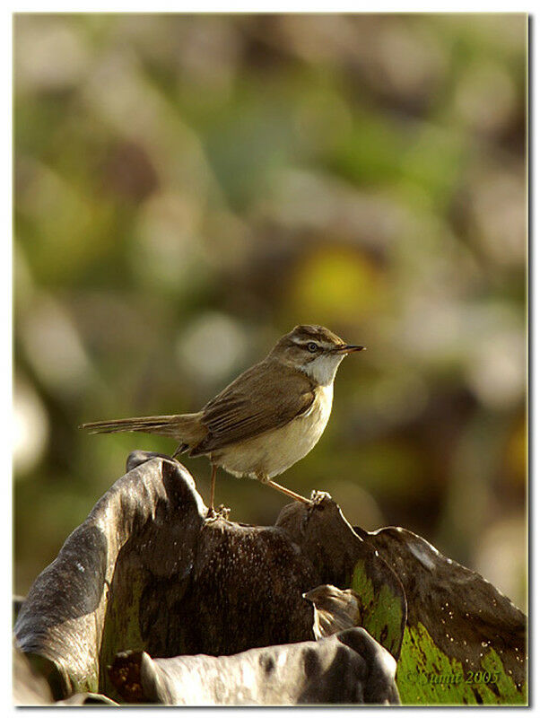 Paddyfield Warbler