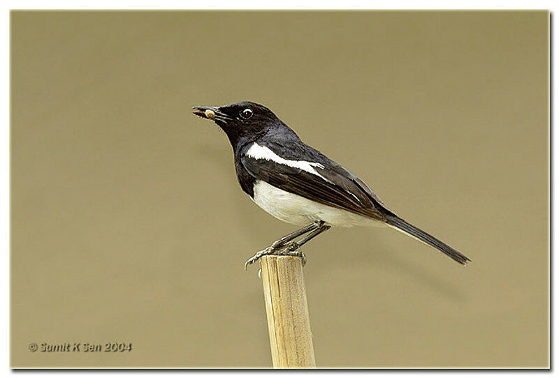 Oriental Magpie-Robin