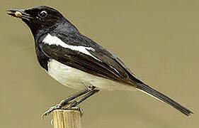 Oriental Magpie-Robin