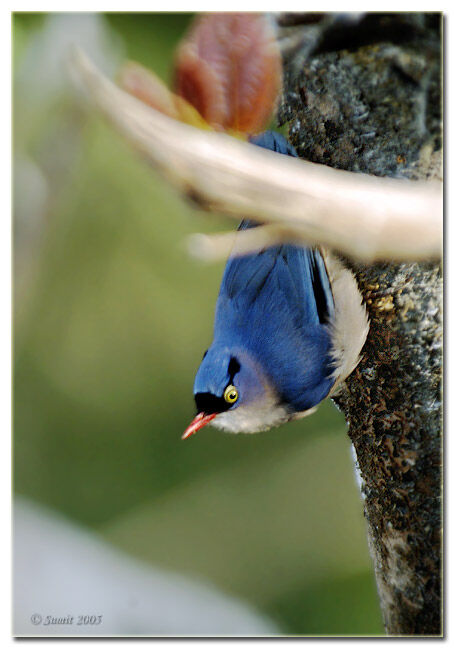 Velvet-fronted Nuthatch