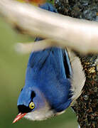 Velvet-fronted Nuthatch