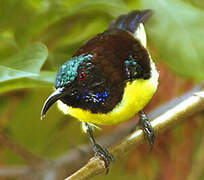 Purple-rumped Sunbird