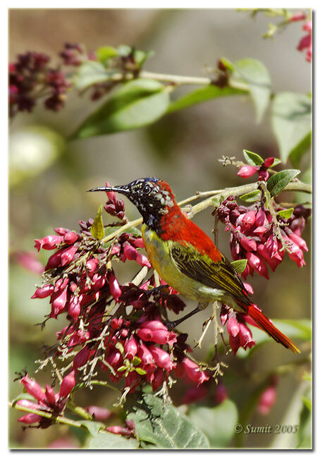 Fire-tailed Sunbird