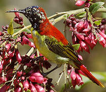 Fire-tailed Sunbird