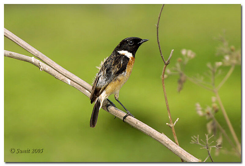 Siberian Stonechat