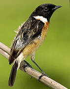 Siberian Stonechat