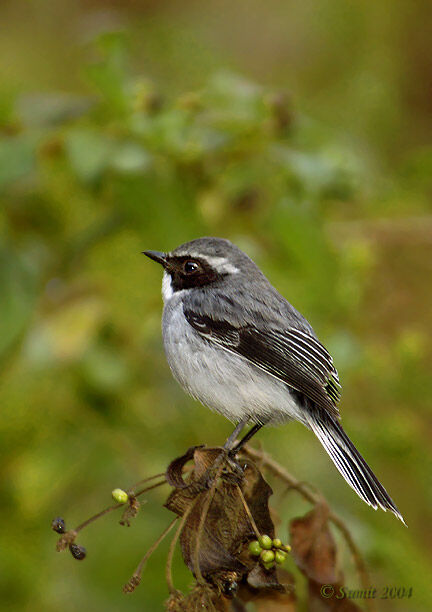 Grey Bush Chat