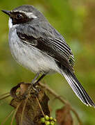 Grey Bush Chat