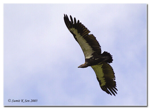 White-rumped Vulture