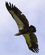 White-rumped Vulture