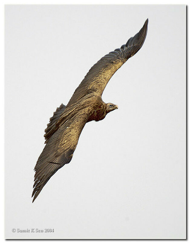 Vautour de l'Himalaya