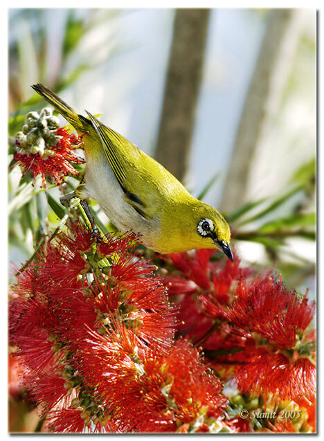 Indian White-eye