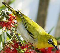 Indian White-eye