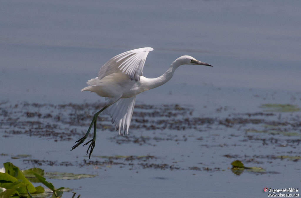 Aigrette bleue