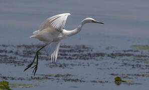 Aigrette bleue