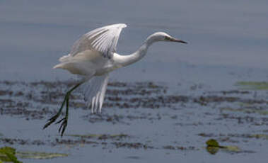 Aigrette bleue