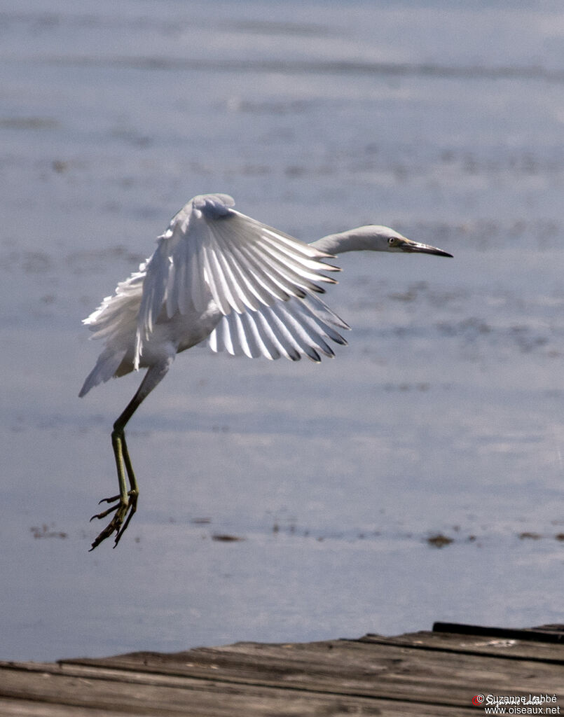 Aigrette bleue