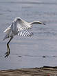 Aigrette bleue